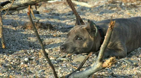 HD dog lay on the beach Stock-Footage 495649