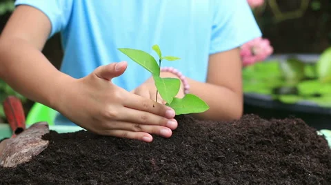 HD Dolly HD footage close up Child Hands Planting a Seed in Ground Видео 52995652