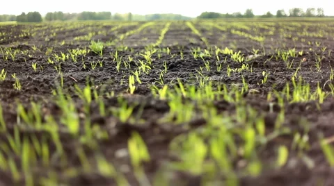 HD DOLLY: spring grass Stock Footage 5505134