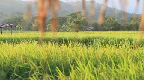 HD DOLLY:Paddy Video stock 10567128