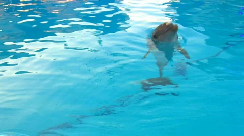 HD Dolphin diving in blue water, closeup Stock Footage 595801