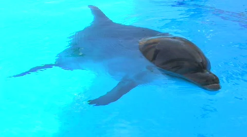 HD Dolphin diving in blue water, closeup 库存影片 597593