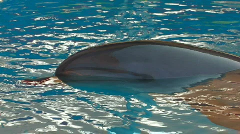 HD Dolphin looking at camera, macro, closeup Stock Footage 595789