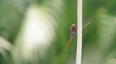 HD Dragonfly 01.mp4 Stock Footage 32783120