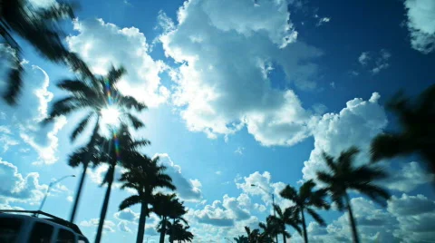 HD driving with palm trees Stock-Footage 705405
