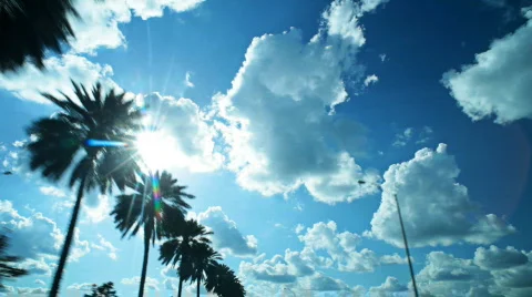 HD driving with palm trees Stock Footage 705639
