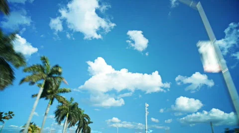 HD driving with palm trees Stock Footage 706084