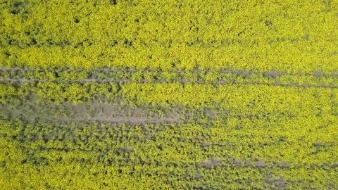 HD DRONE in country / Yellow fields Stock Footage 112168989
