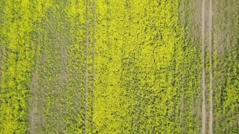 HD DRONE in country / Yellow fields 動画素材 112169063