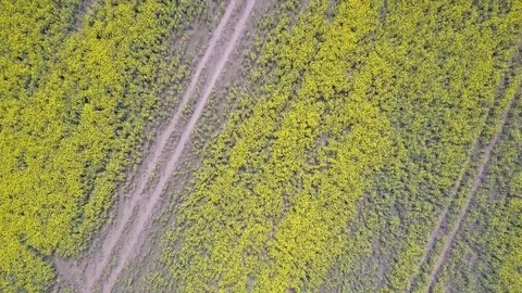 HD DRONE in country / Yellow Fields Stock Footage 112169292