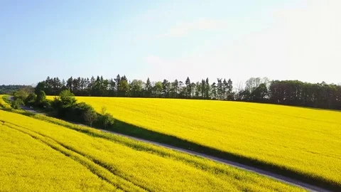 HD DRONE in country / Yellow fields 動画素材 112169897
