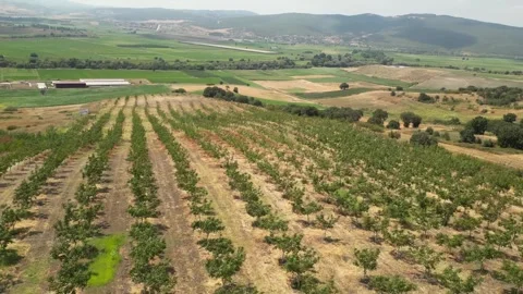 HD Drone Orbit Shot Around Walnut Orchard on Rural Hillside Stock Footage 322701022