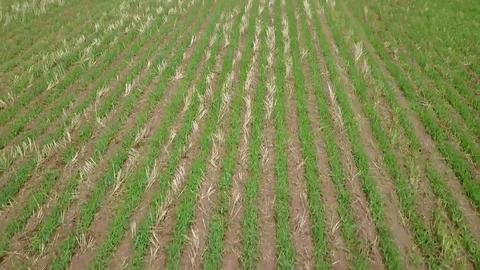 HD | Drone shot of Massive meadow with Mountanous background Stock Footage 78004326