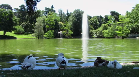 HD: Ducks In The Park Stock Footage 975992