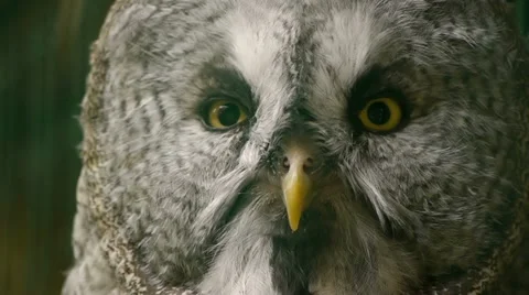 HD - Eagle-owl Stock Footage 11915014