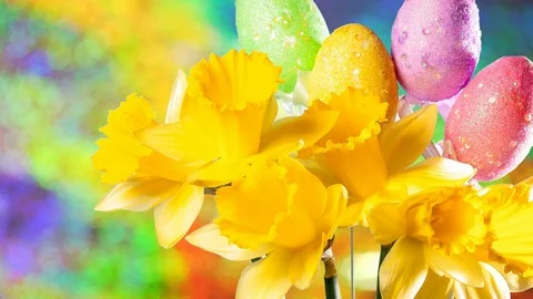 HD Easter card with daffodils and Eggs. Multicolor flower background Video stock 104158866