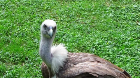 HD: Eurasian Griffon Vulture Stock Footage 7906016