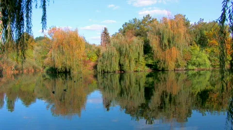 HD Fall foliage reflected in the Lake, willow branch foreground Stock-Footage 598179