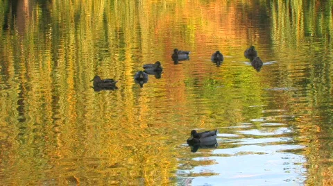 HD Fall foliage reflected in the Lake with swimming ducks Stock-Footage 598209