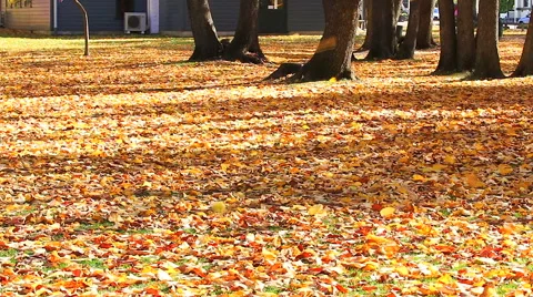 HD: falling autumn leaves in the wind, arrow town, new zealand, 1920x1080 Stock Footage 48531542