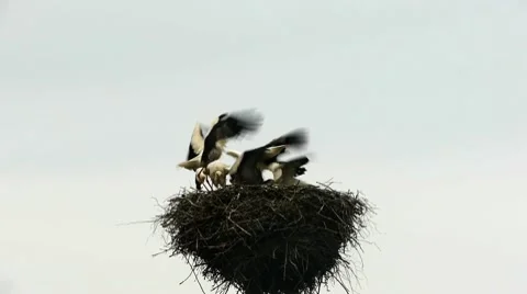 HD - Feeding storks Video stock 10600280