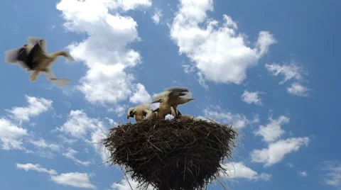 HD - feeding storks_scene1 Stock-Footage 8175712