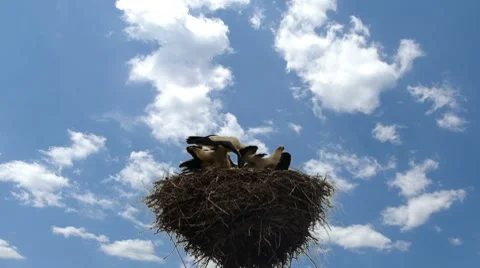 HD - feeding storks_scene2 Video stock 8176232