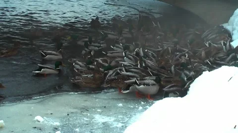 HD - Feeding wild ducks in winter Stock Footage 10593723