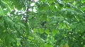HD Finch in Tropical Thunder Jungle Rain Storm + audio HD Footage