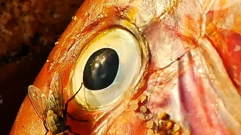 HD The fish are dead from pollution 04 Stock Footage 91768958