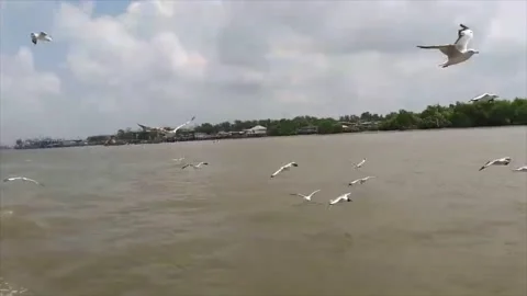 HD-Flock of flying birds flying over a river in Thailand Stock Footage 168936727