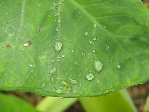 HD Flower and Leaf Close-Up in Natural Light Stock Photos