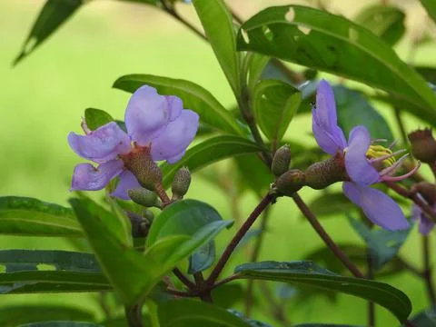 HD Flower and Leaf Close-Up in Natural Light Stock Photos