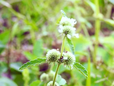 HD Flower and Leaf Close-Up in Natural Light Stock Photos