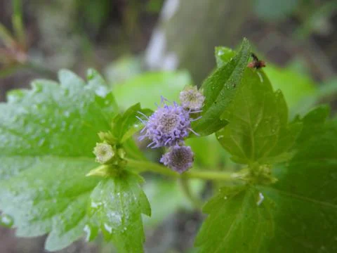 HD Flower and Leaf Close-Up in Natural Light Stock Photos