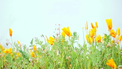 HD Flower background for spring wedding or engagement event. Poppies. Video stock 104052529