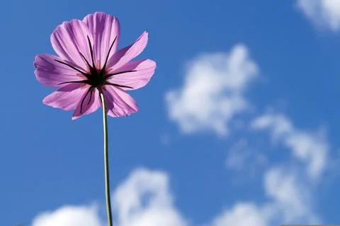 Hd-flower 写真素材