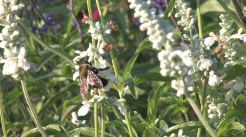 HD Flowers and Nature Stock Footage 271253