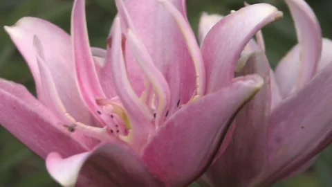 Hd flowers flower Stock Footage 74080443