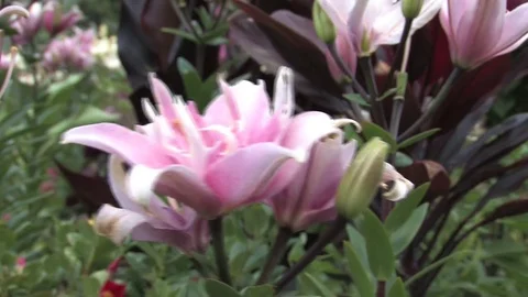 Hd flowers flower Stock Footage 74080447