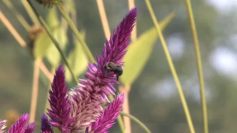 Hd flowers flower Stock Footage 74080455
