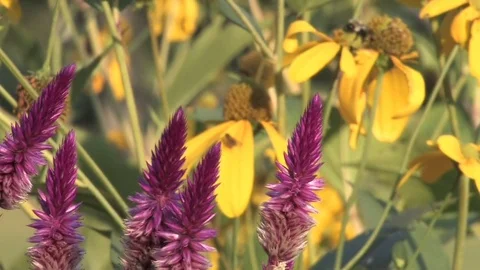 Hd flowers flower Stock Footage 74080484