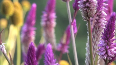 Hd flowers flower Stock Footage 74080493