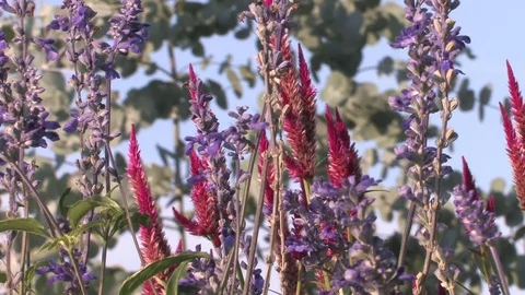 Hd flowers flower Stock Footage 74080523