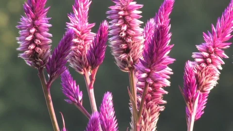 Hd flowers flower Stock Footage 74080538