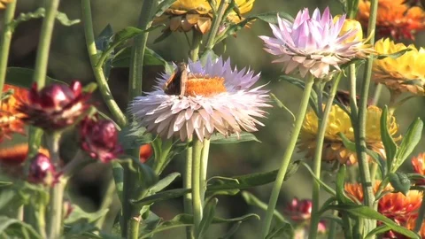 Hd flowers flower Stock Footage 74080573