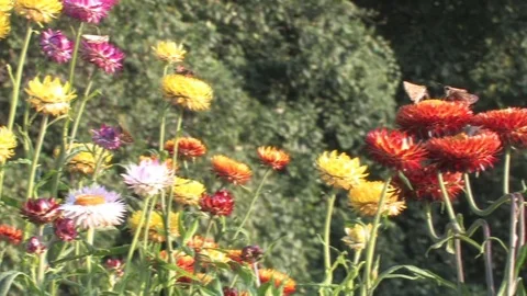 Hd flowers flower Stock Footage 74080597