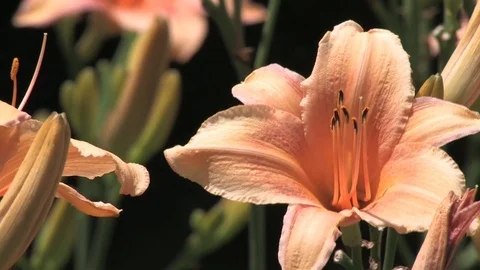Hd flowers flower Stock Footage 74080613