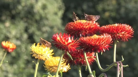 Hd flowers flower Stock Footage 74080627