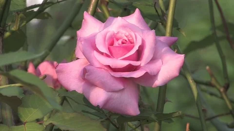 Hd flowers flower Stock Footage 74080639
